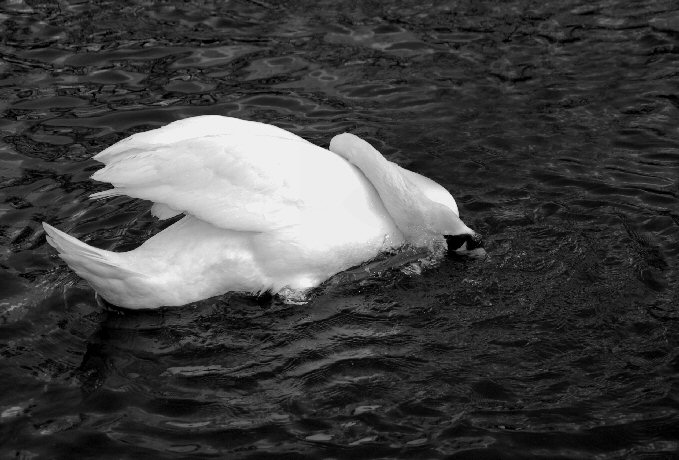 White Swan